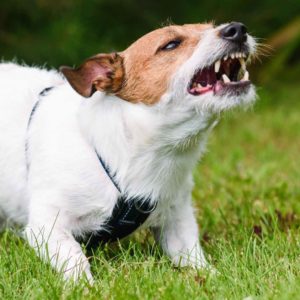 Image of a snarling dog