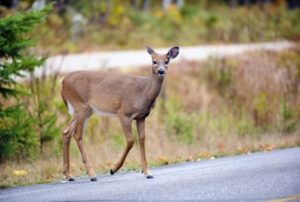 Image of a deer crossing the road