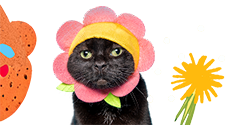 Black cat wearing a colorful flower costume, surrounded by playful graphics, showcasing a fun and whimsical vibe.